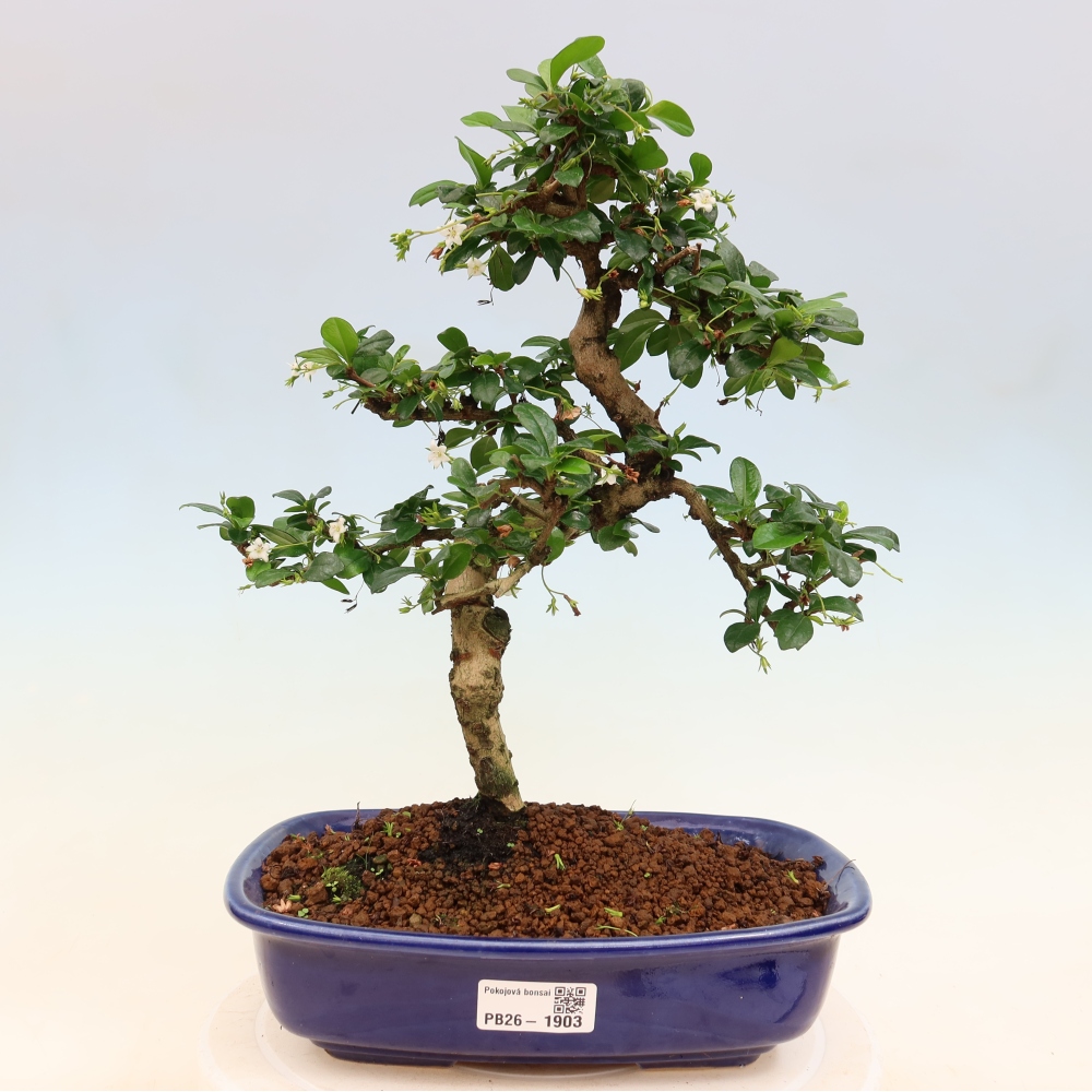 Camera bonsai - Carmona macrophylla - Tea fuki
