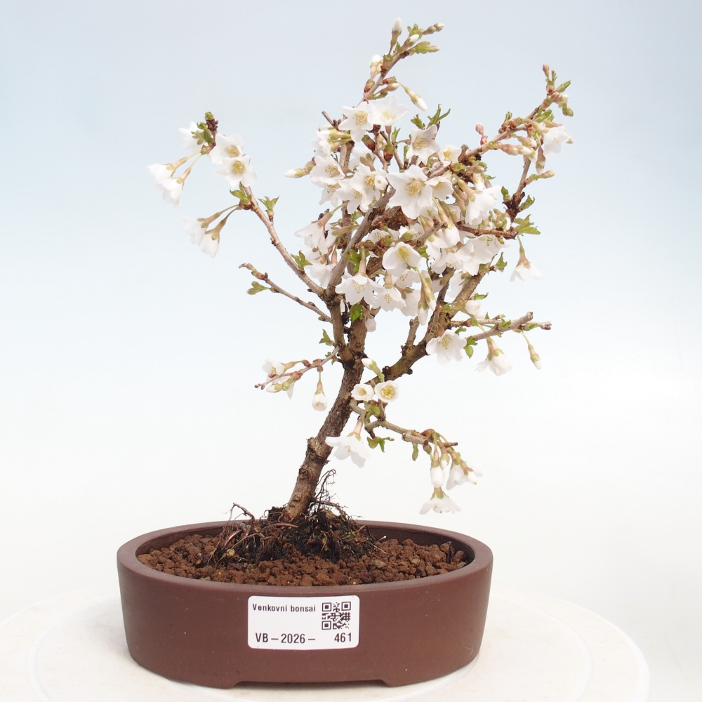 Bonsai da esterno - Prunus incisa Kojou-no mai-Plivon ritagliato