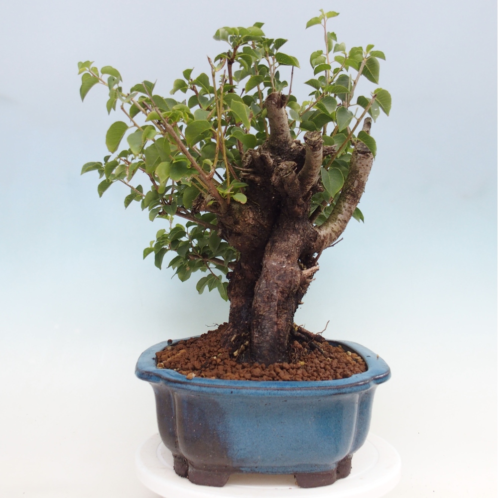 Bonsai da esterno - Mahalebka - Prunus mahaleb