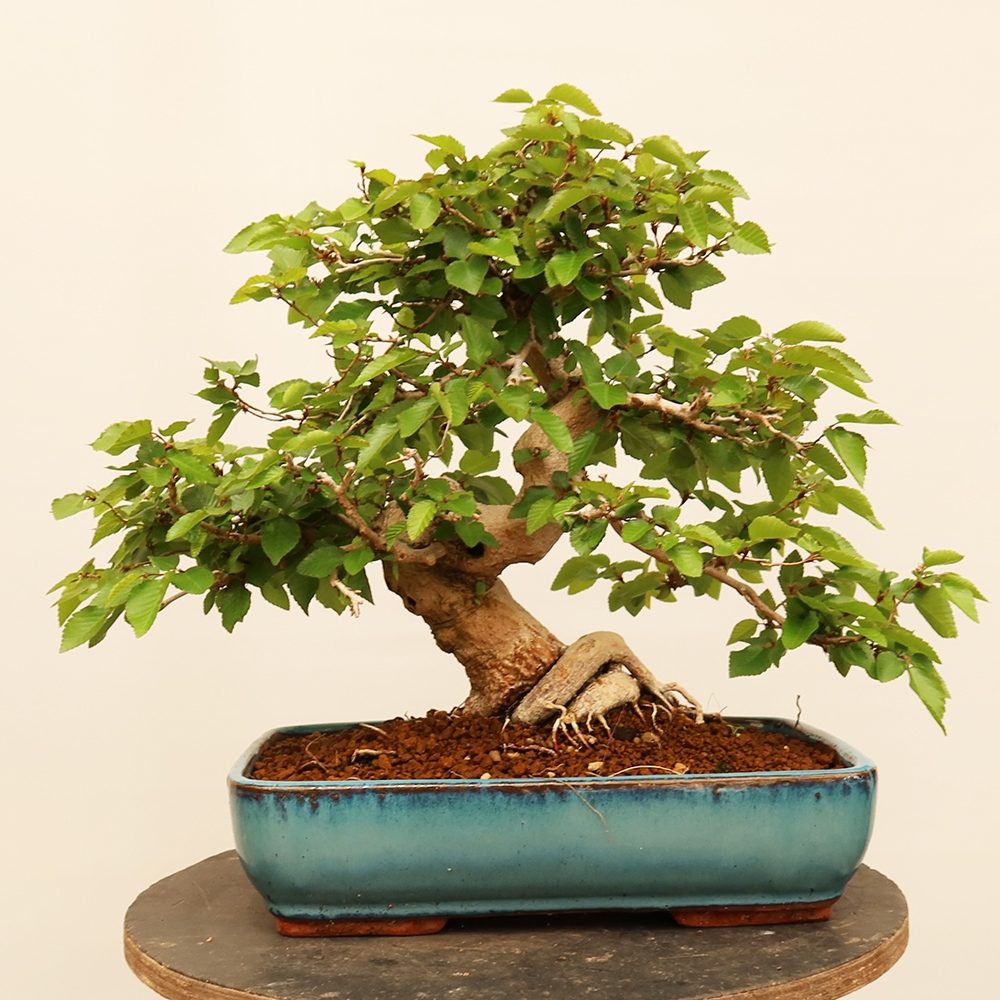 Bonsai da esterno -Carpinus Coreana - Carpino coreano