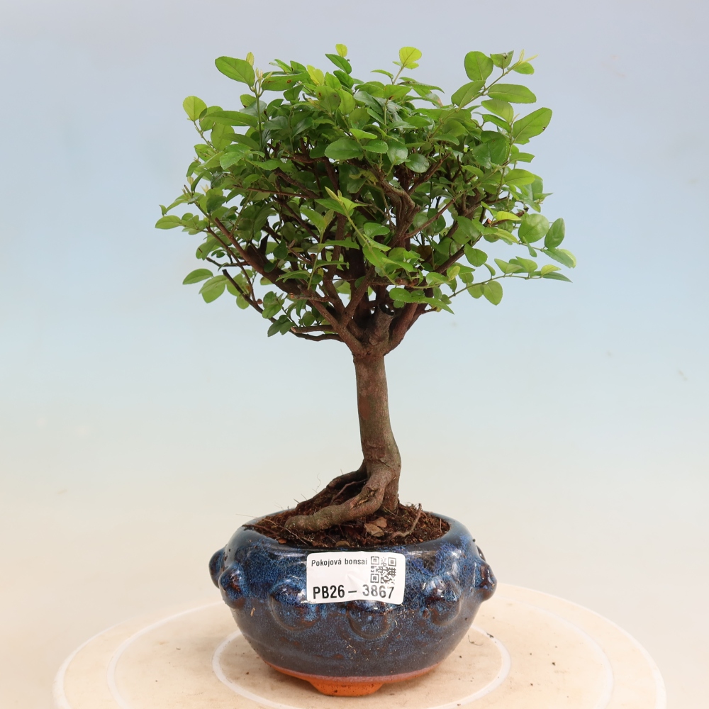 Camera bonsai - Sageretia thea - Sageretia thea