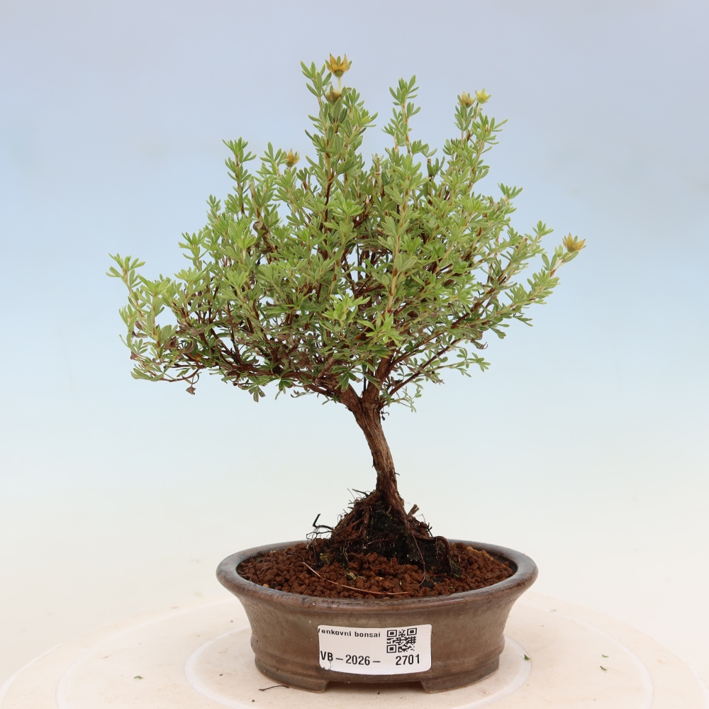 Bonsai da esterno - Potentilla fruticosa - Goldkissen