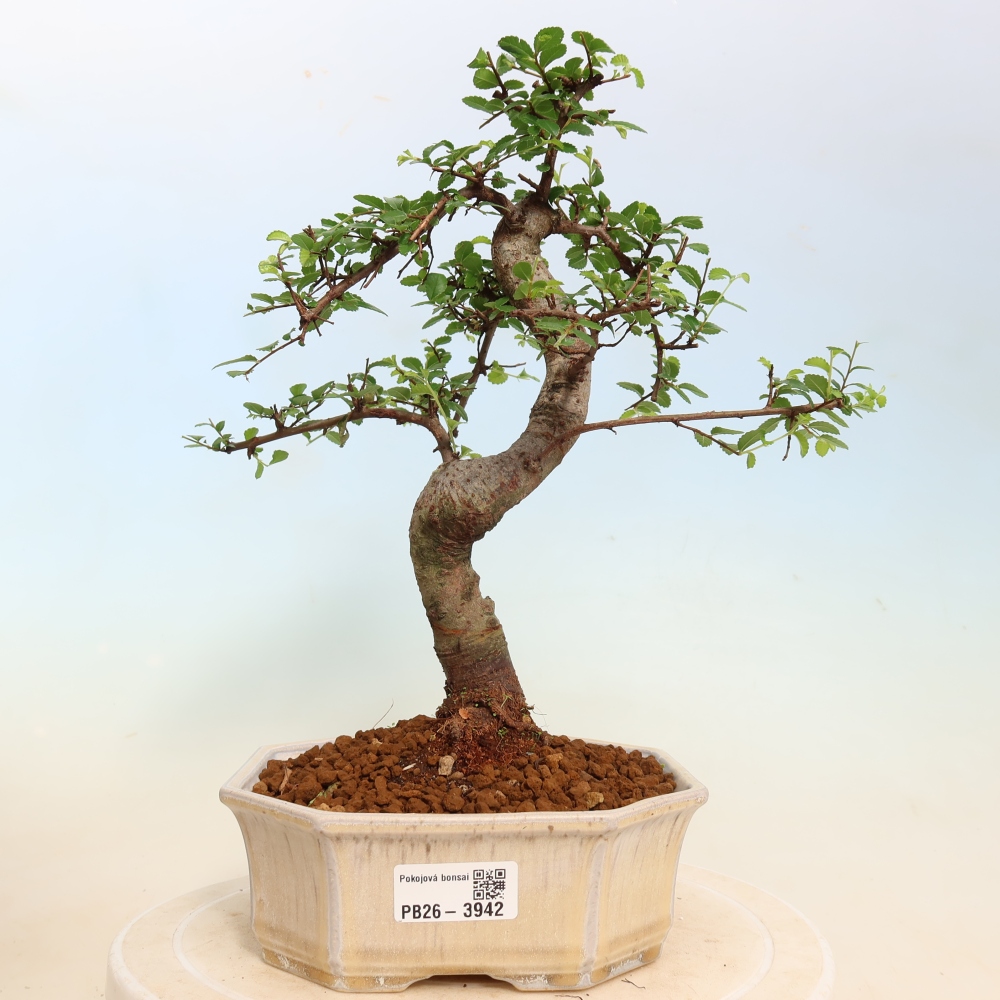 Camera bonsai - Ulmus parvifolia - Olmo a foglie piccole