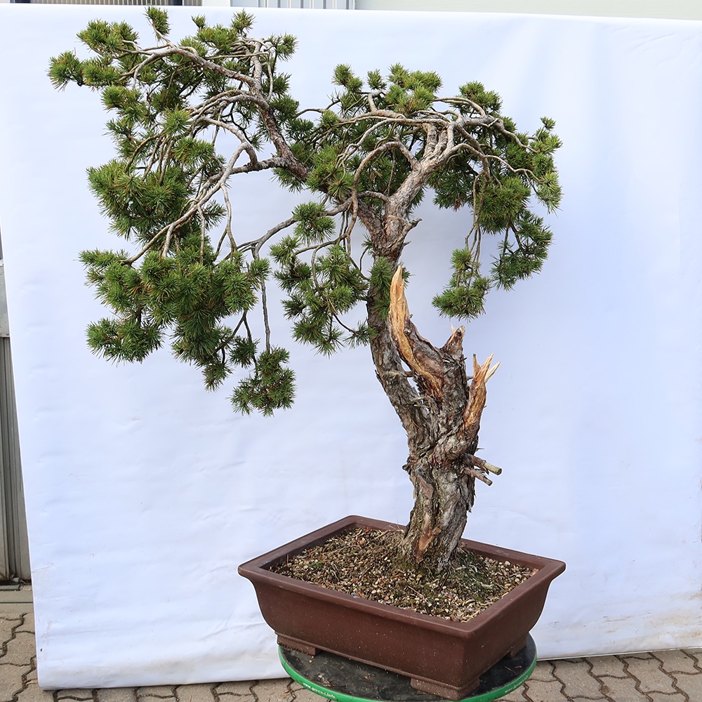 Pinus sylvestris Spagna - pino silvestre