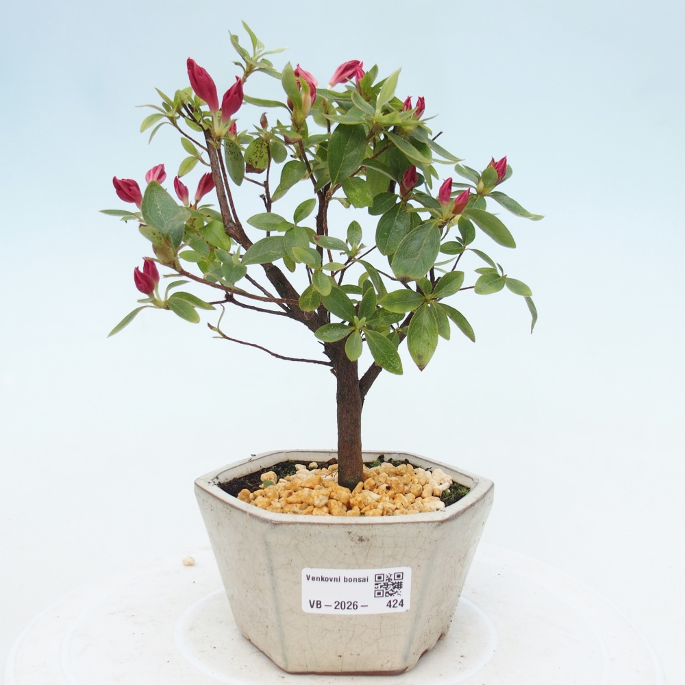 Bonsai da esterno - Azalea giapponese - Azalea sp.