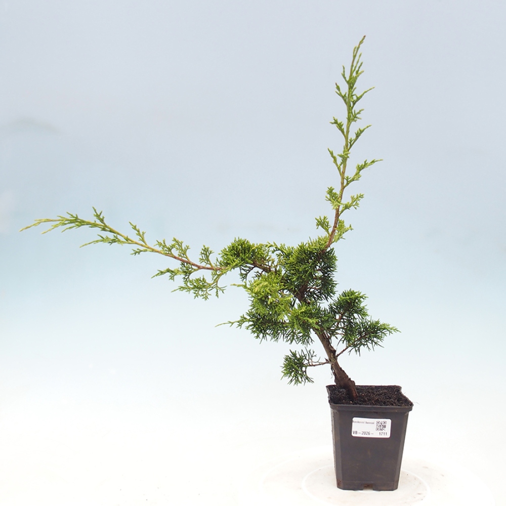 Bonsai da esterno - Juniperus chinensis Itoigawa