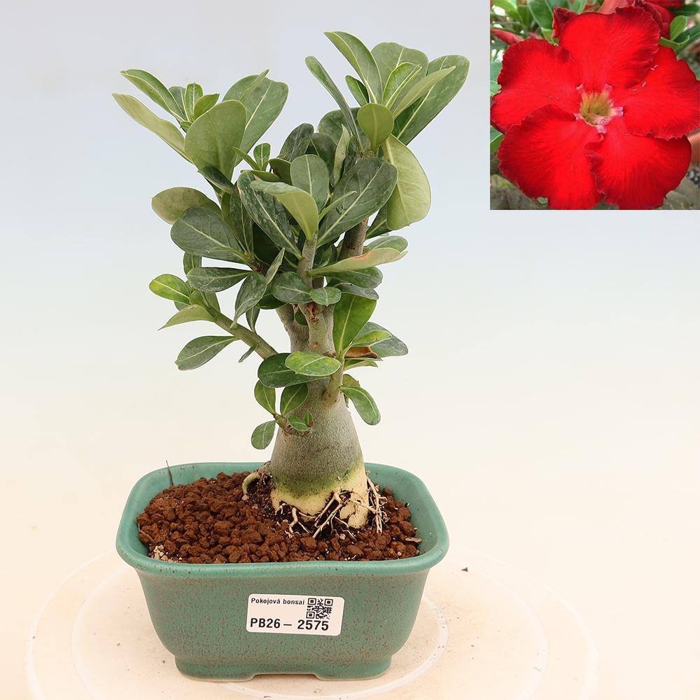 Bonsai da interno - Adenium obesum Red Star - Rosa del deserto