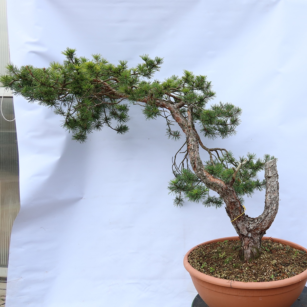 Pinus sylvestris Spagna - pino silvestre