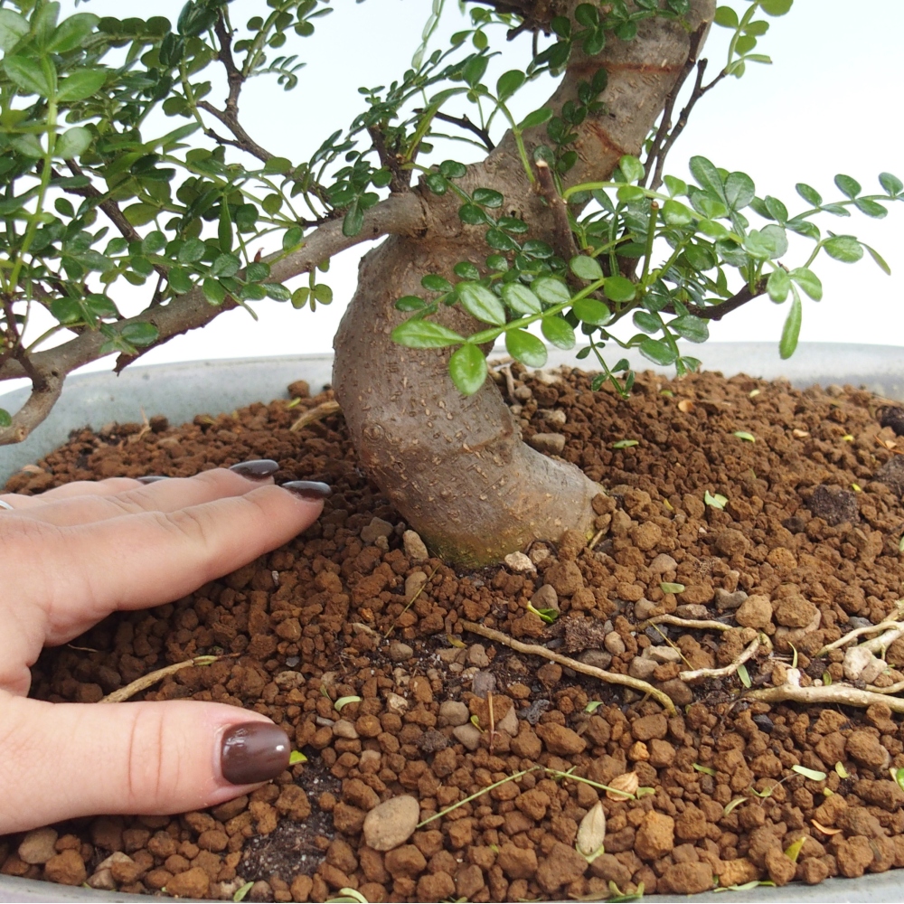 Camera bonsai - Zantoxylum piperitum - albero del pepe