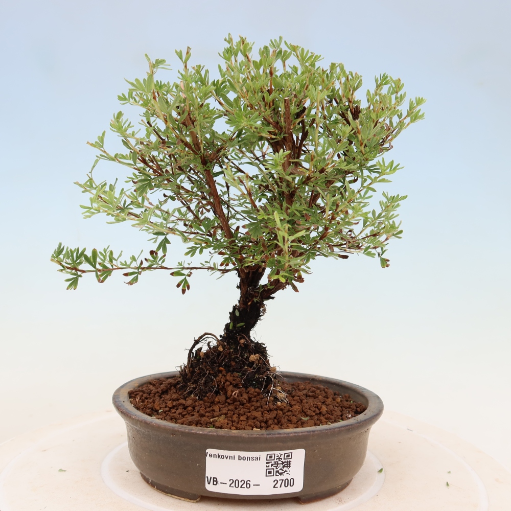 Bonsai da esterno - Potentilla fruticosa - Goldkissen