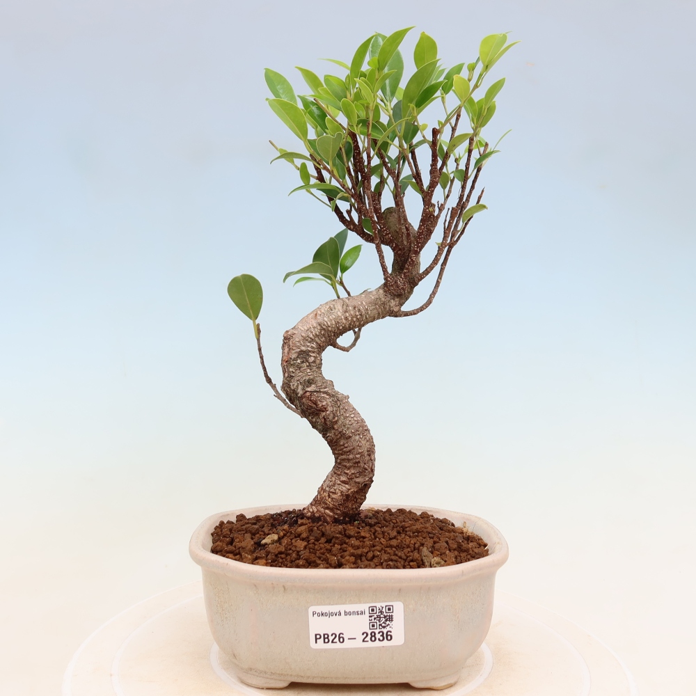 Camera bonsai - Ficus kimmen - ficus a foglie piccole