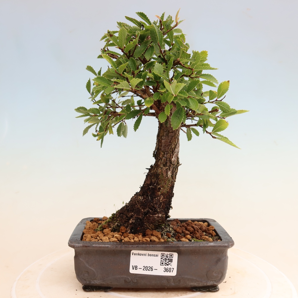 Bonsai da esterno - Zelkova - Zelkova NIRE