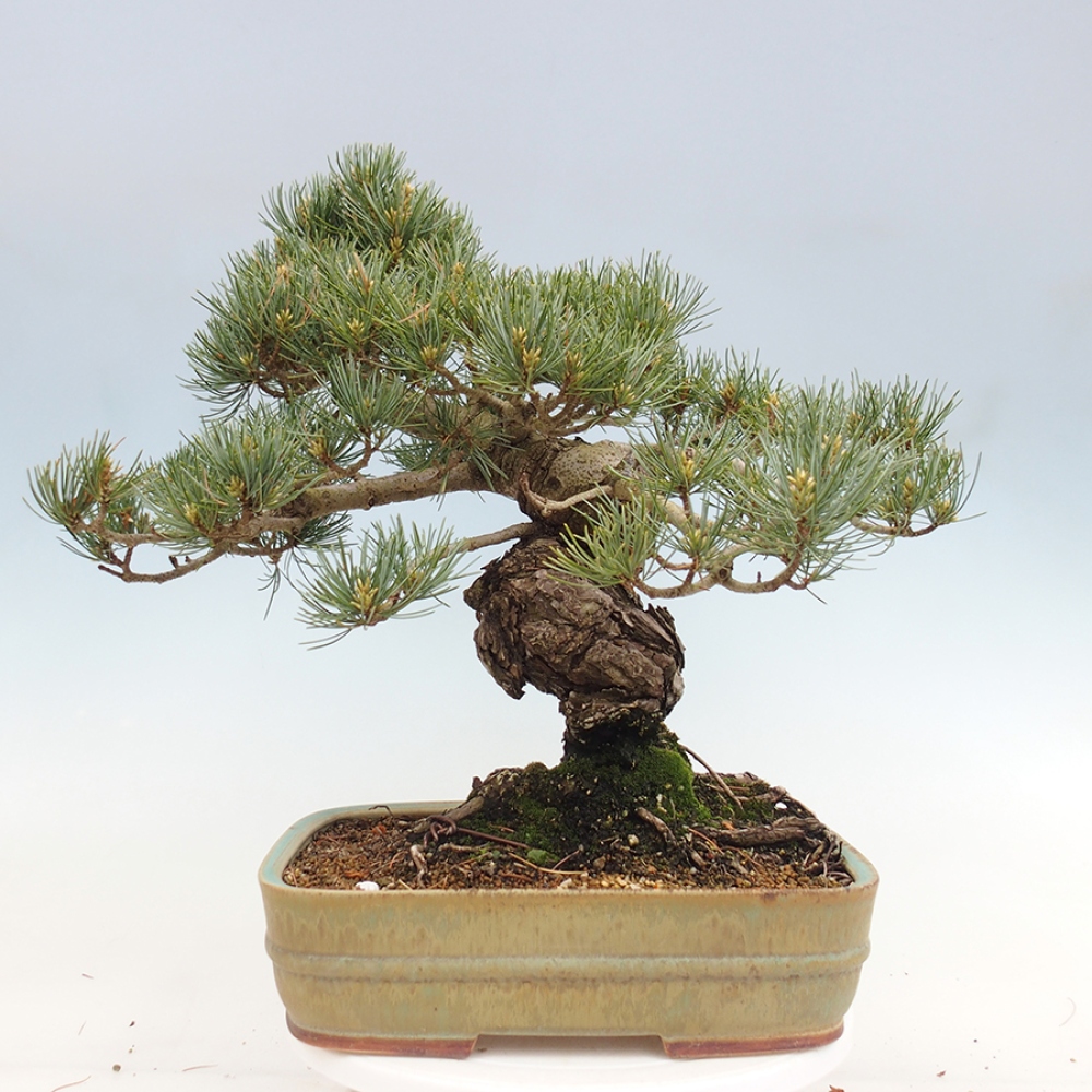Bonsai da esterno - Pinus parviflora - Pinus parviflora