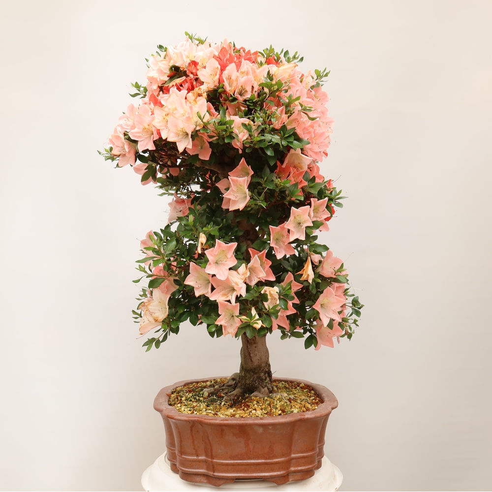 Bonsai da esterno - Azalea giapponese - Azalea Sansai
