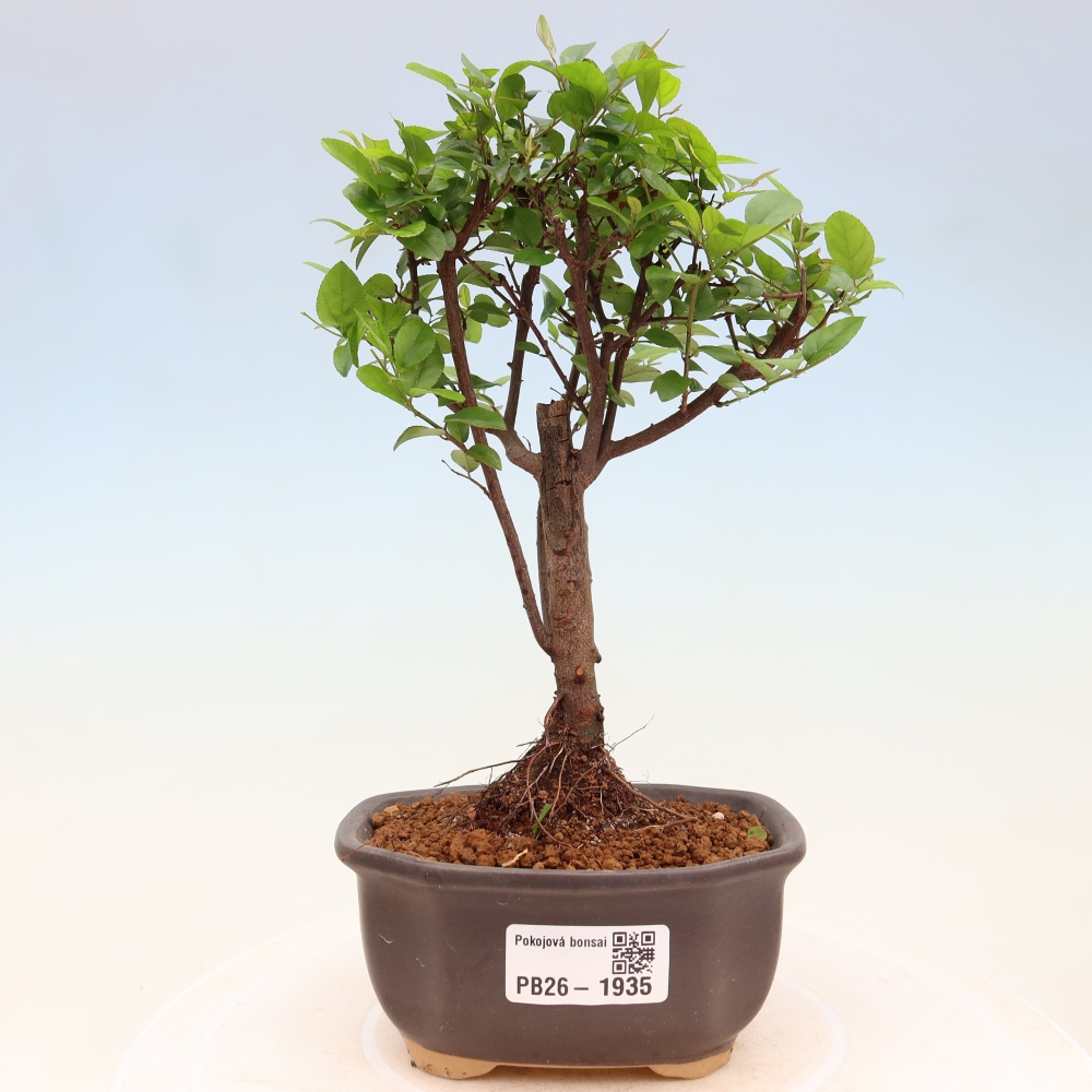 Camera bonsai - Sageretia thea - Sageretia thea