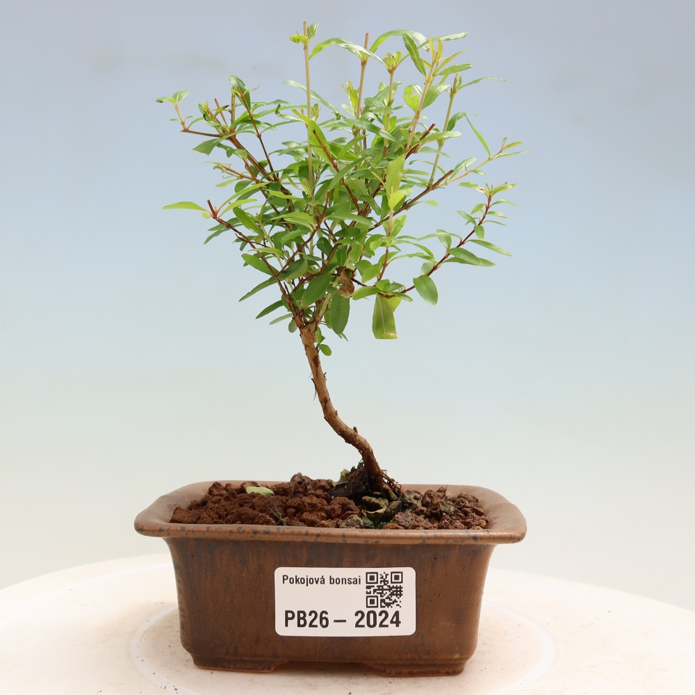Camera bonsai-PUNICA granatum nana-Mela granata
