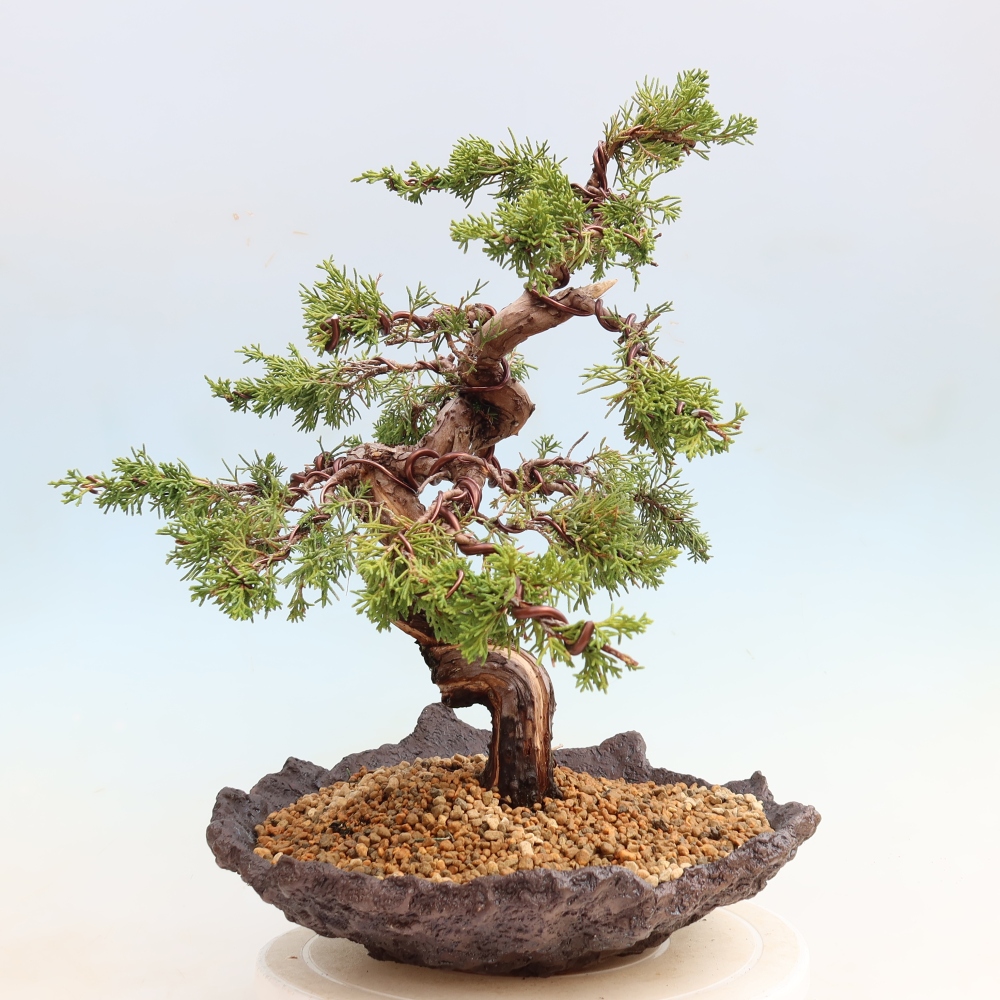 Bonsai da esterno - Juniperus chinensis Itoigawa-Juniperus chinensis