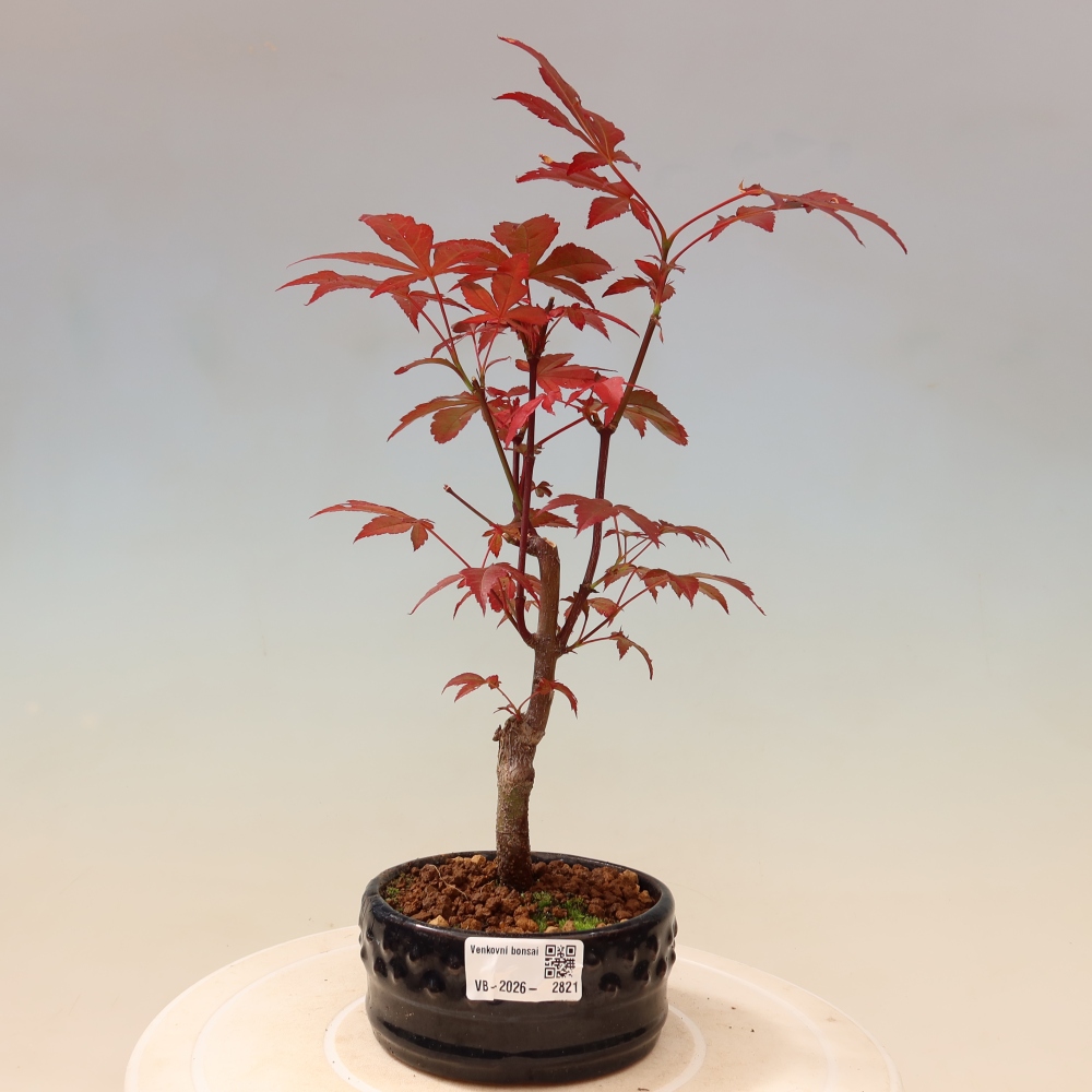 Bonsai da esterno - Palma Acer. Atropurpureum-Javor palmate