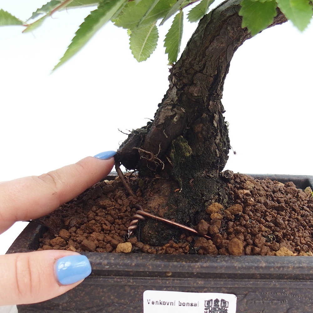 Bonsai da esterno - Zelkova - Zelkova NIRE