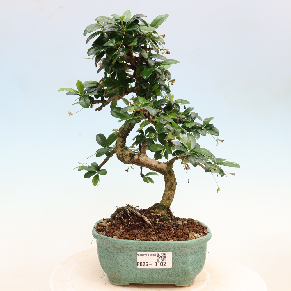 Camera bonsai - Carmona macrophylla - Tea fuki