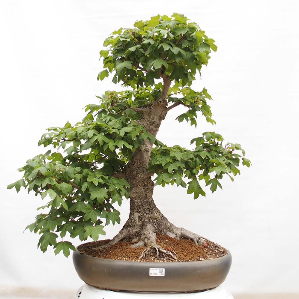 Bonsai da esterno -Javor babyka - Acer campestre
