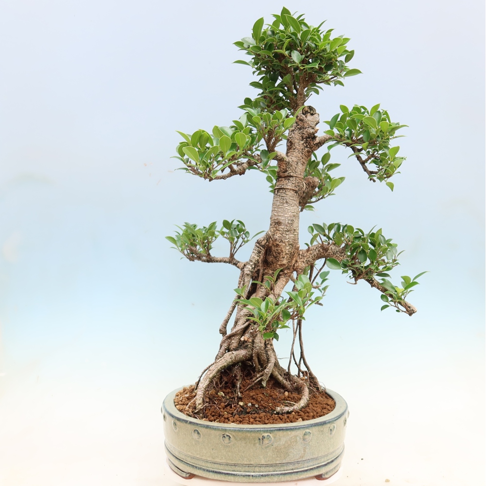 Camera bonsai - Ficus kimmen - ficus a foglie piccole