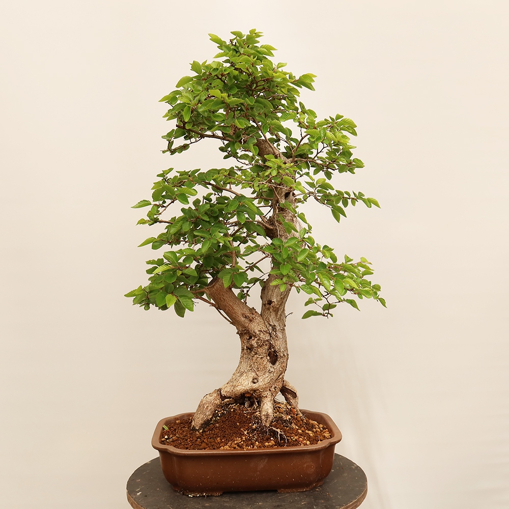 Bonsai da esterno -Carpinus Coreana - Carpino coreano