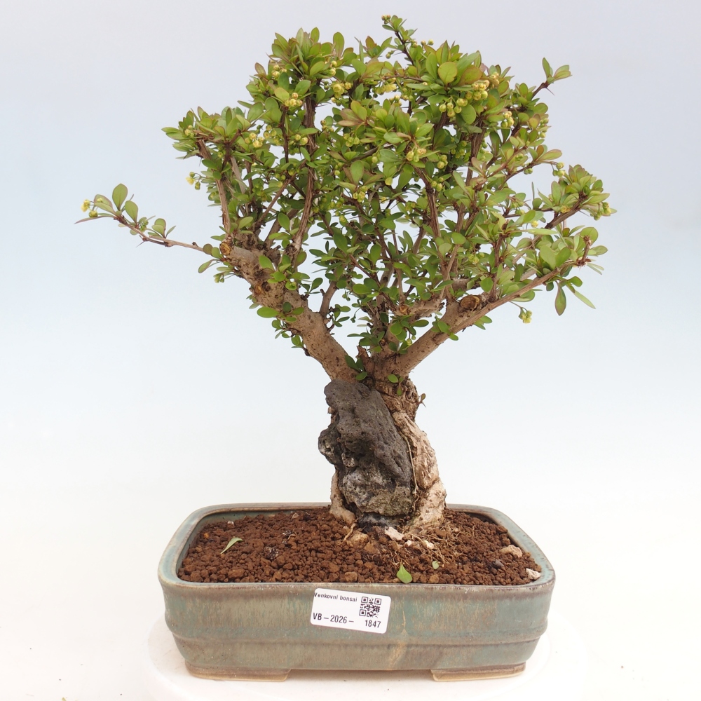 Bonsai da esterno - Berberis coreana
