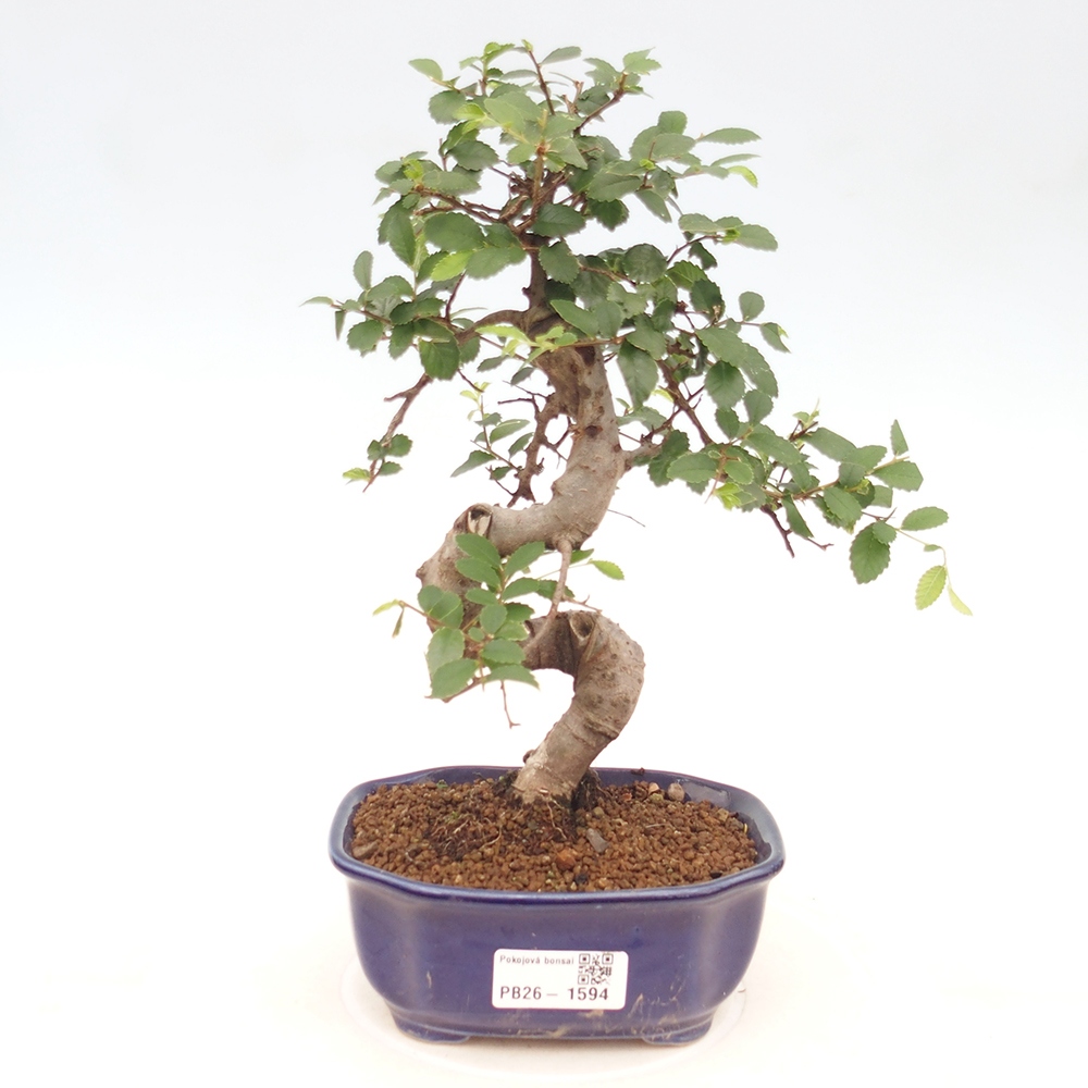 Camera bonsai - Ulmus parvifolia - Olmo a foglie piccole