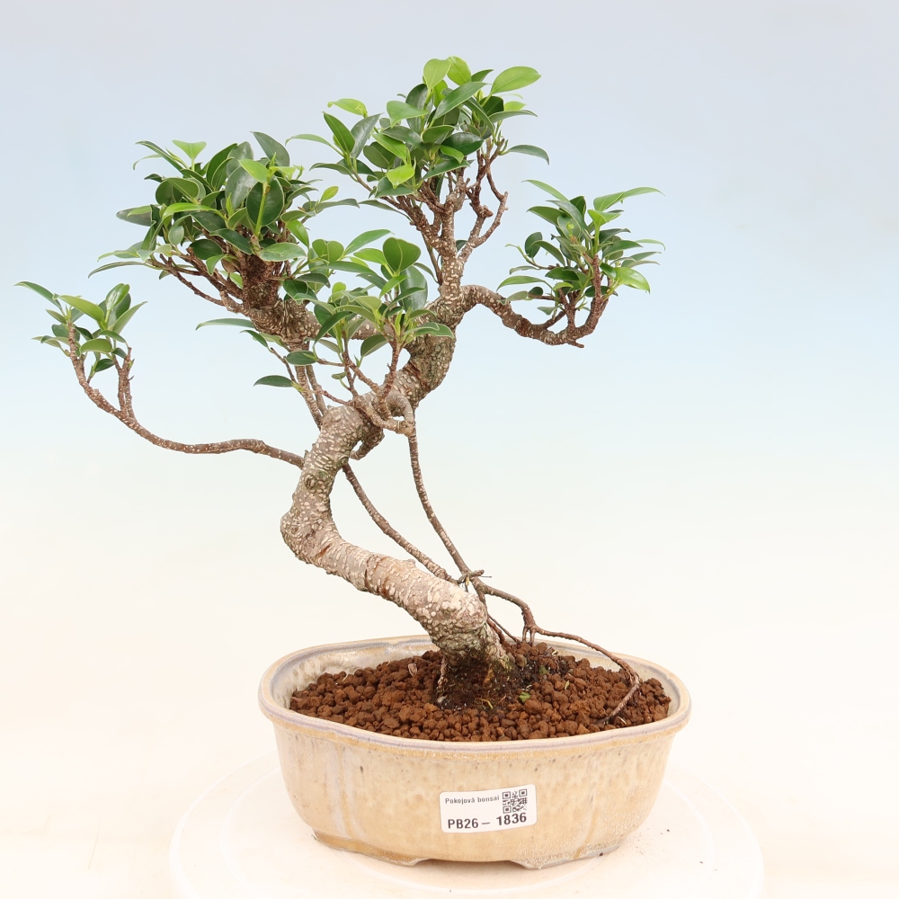 Camera bonsai - Ficus retusa - ficus a foglie piccole