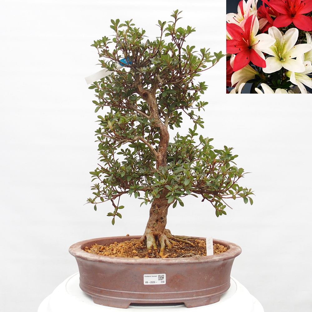 Bonsai da esterno - Azalea giapponese - Azalea Hanatsuzuri