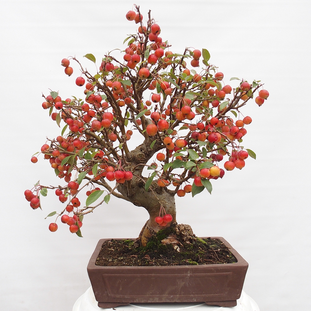 Bonsai da esterno -Malus halliana - Melo a frutto piccolo