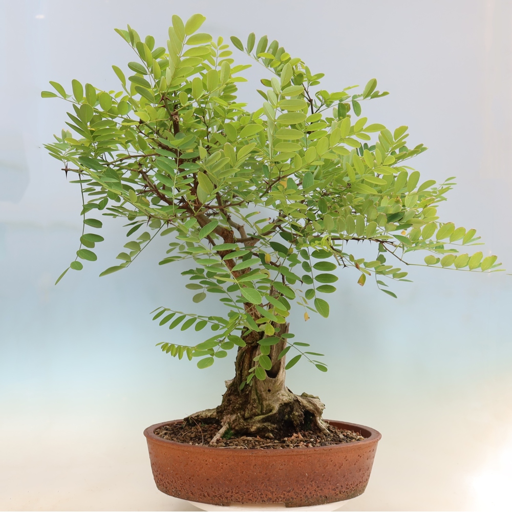 Bonsai da esterno - Acacia spinosa - Robinia pseudoacacia