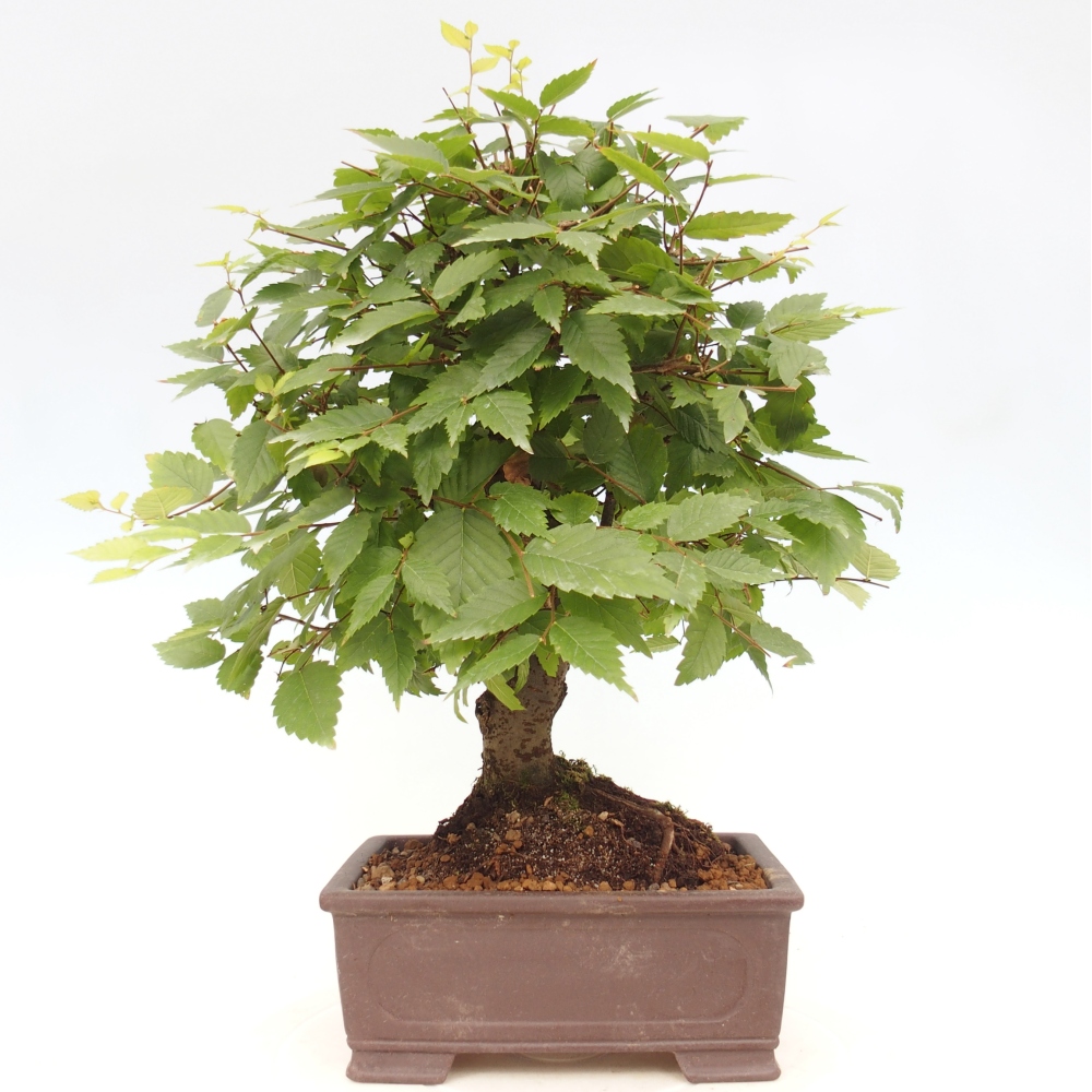 Bonsai da esterno - Zelkova - Zelkova NIRE