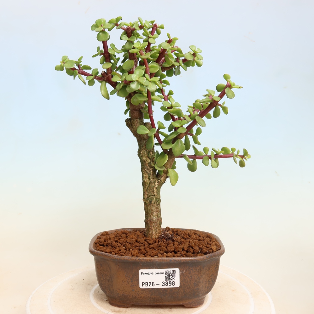Camera bonsai - Portulakaria Afra - Tlustice