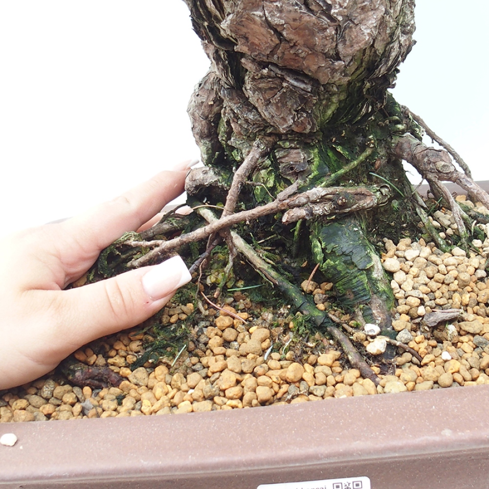 Bonsai da esterno - Pinus parviflora - Pinus parviflora