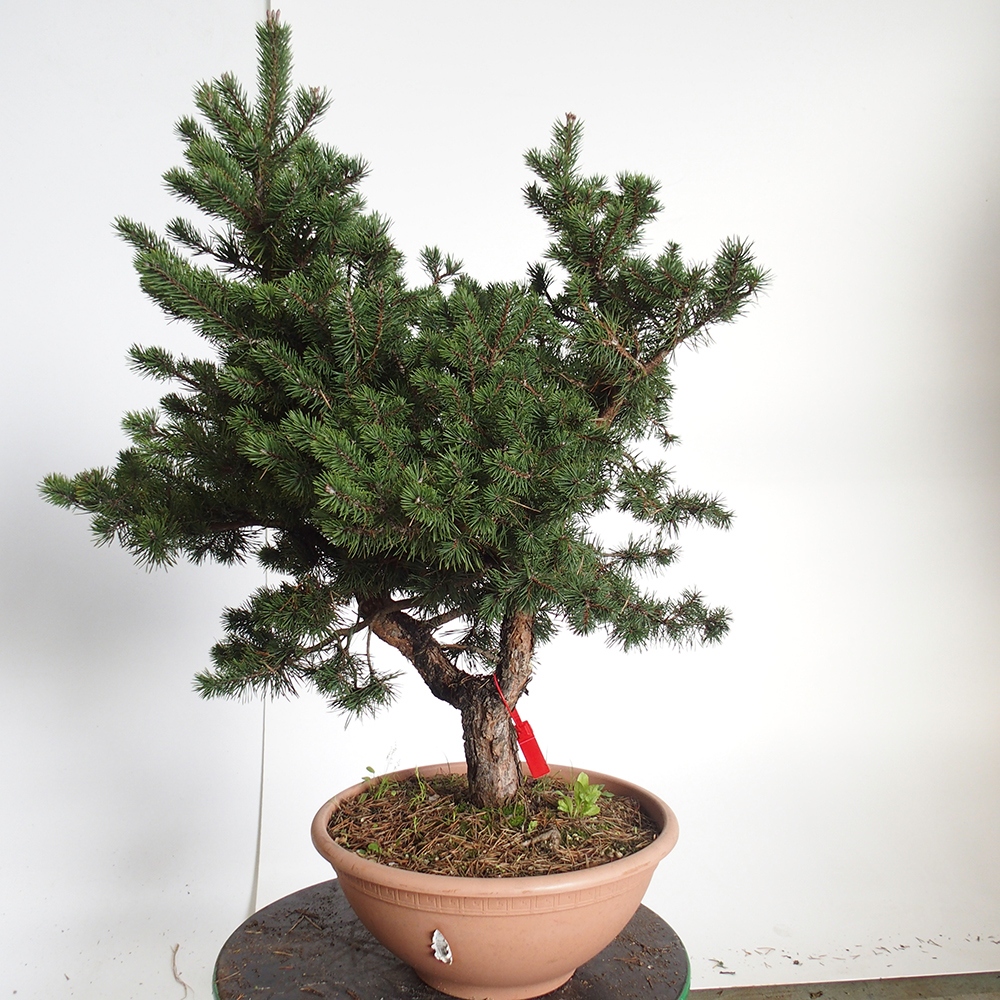 Yamadori - Pinus sylvestris Spagna