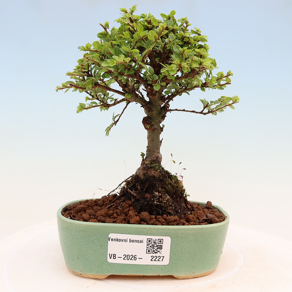 Bonsai da esterno - Ulmus parvifolia Sagei - Olmo a foglie piccole