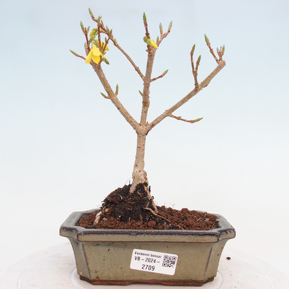 Bonsai da esterno - Zlatice - Forsythia intermedia