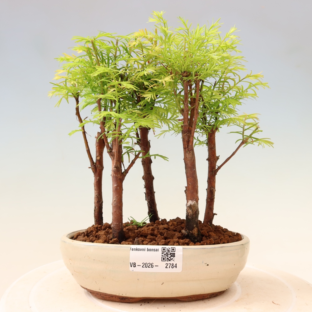 Bonsai da esterno - Metasequoia glyptostroboides - Metasequoia cinese - boschetto