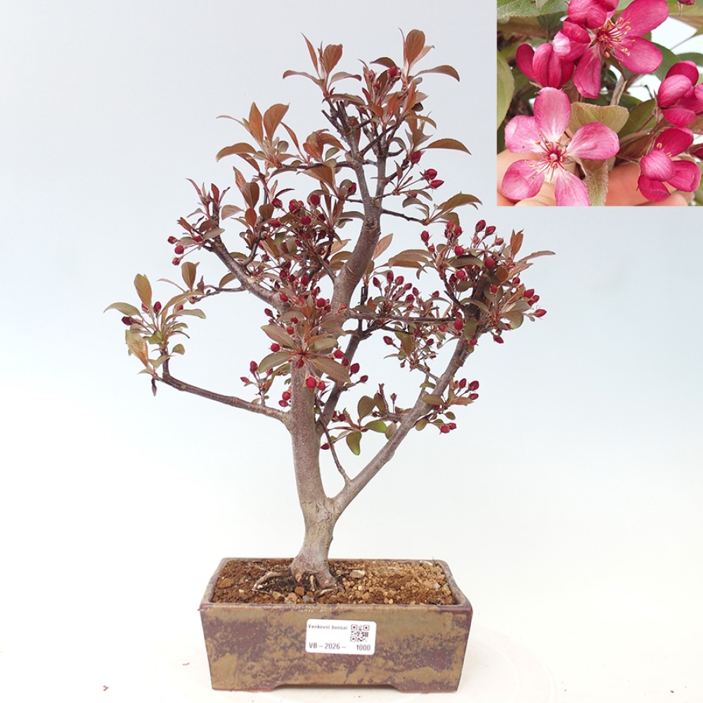 Bonsai da esterno -Malus domestica - Melo a piccoli frutti a foglie rosse