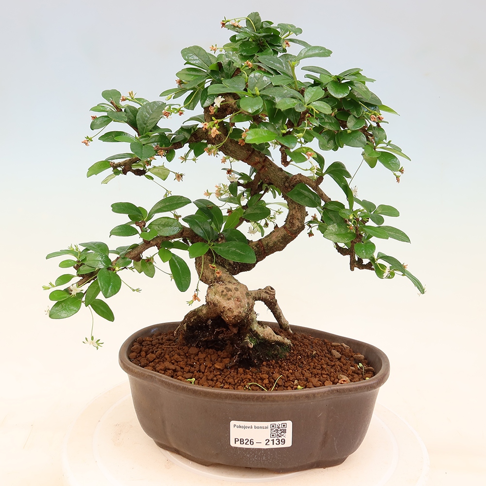 Camera bonsai - Carmona macrophylla - Tea fuki