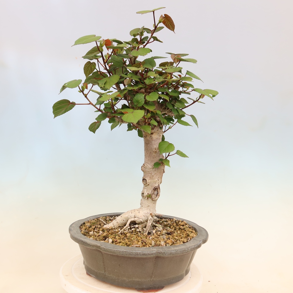 Bonsai da interno - Hibiscus tiliaceus - Ibisco marino