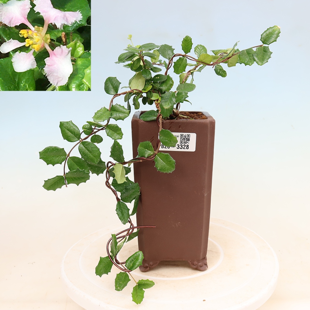 Bonsai da interno - Ciliegio delle Barbados (Malpighia coccigera)