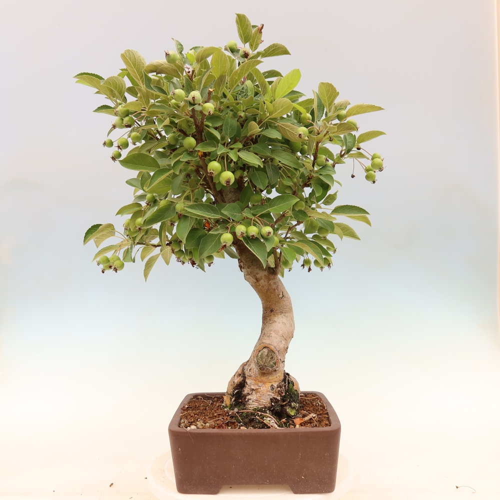 Bonsai da esterno -Malus halliana - Melo a frutto piccolo