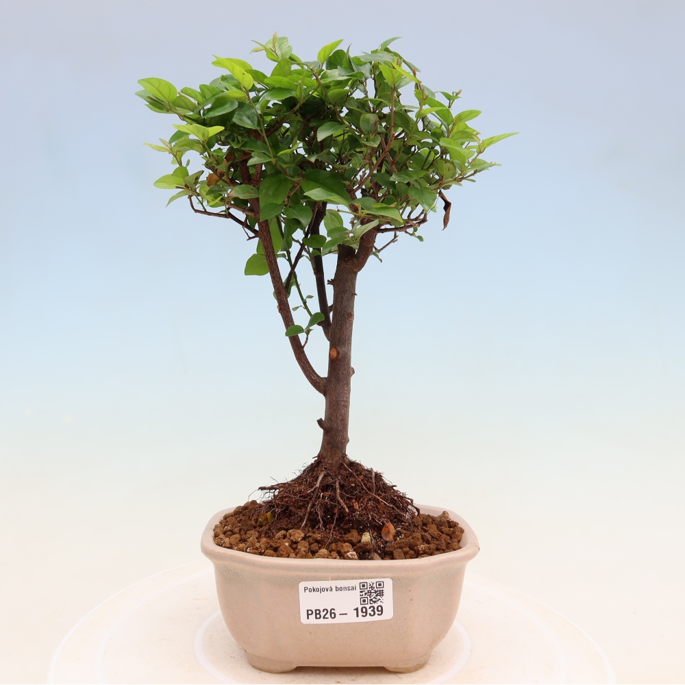 Camera bonsai - Sageretia thea - Sageretia thea