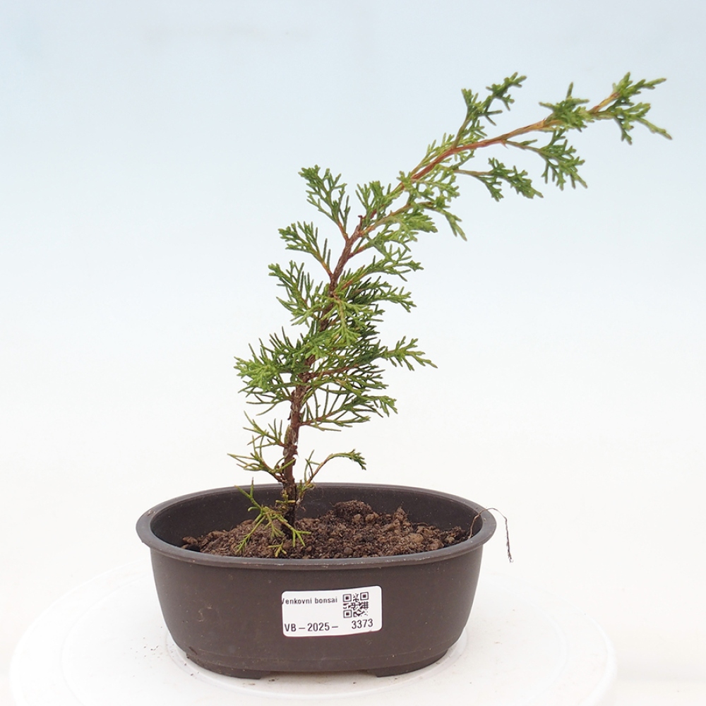 Bonsai da esterno - Juniperus chinensis Itoigawa