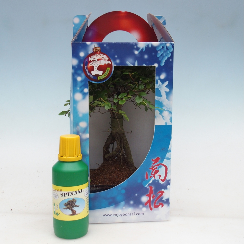 Ulmus parvifolia - olmo cinese