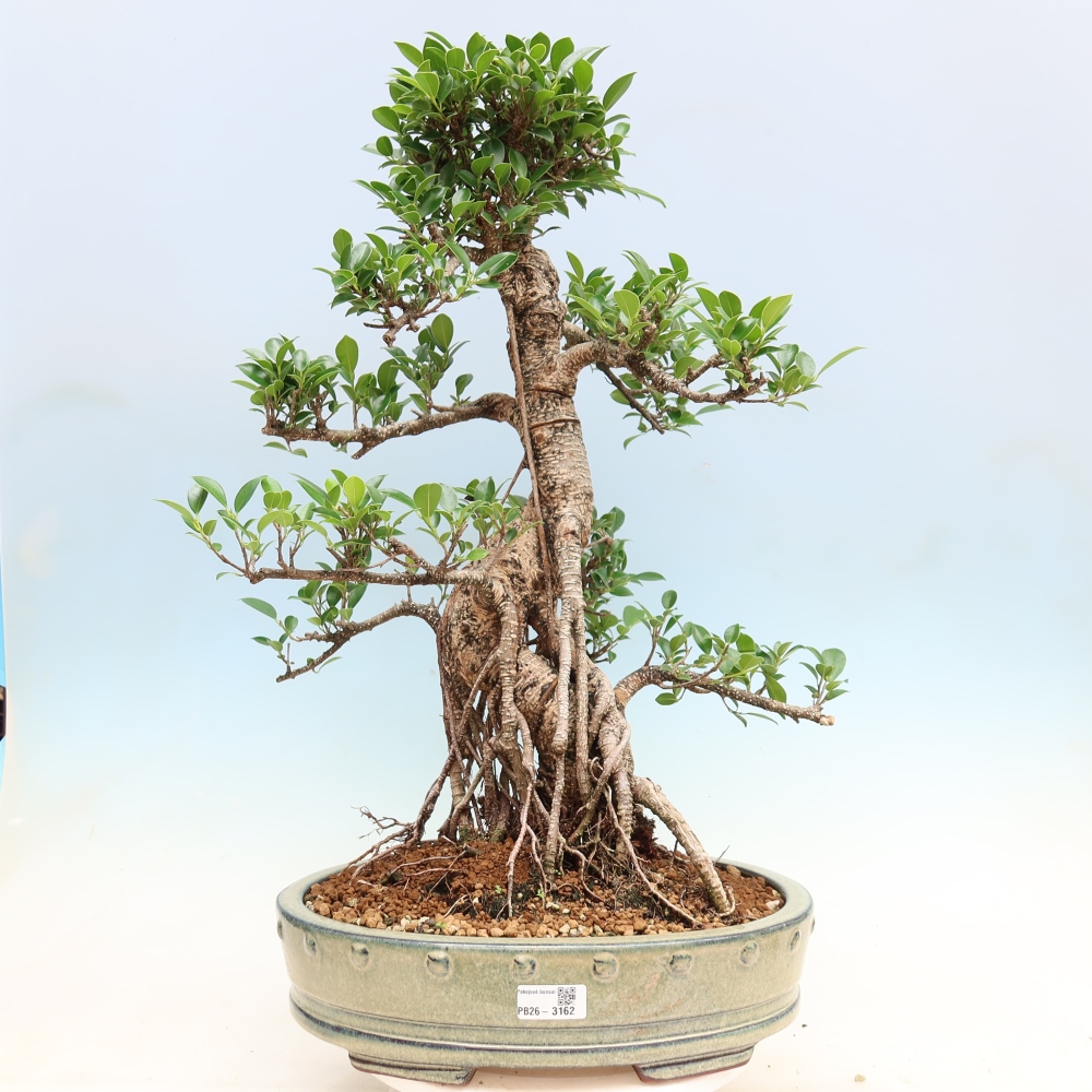 Camera bonsai - Ficus kimmen - ficus a foglie piccole