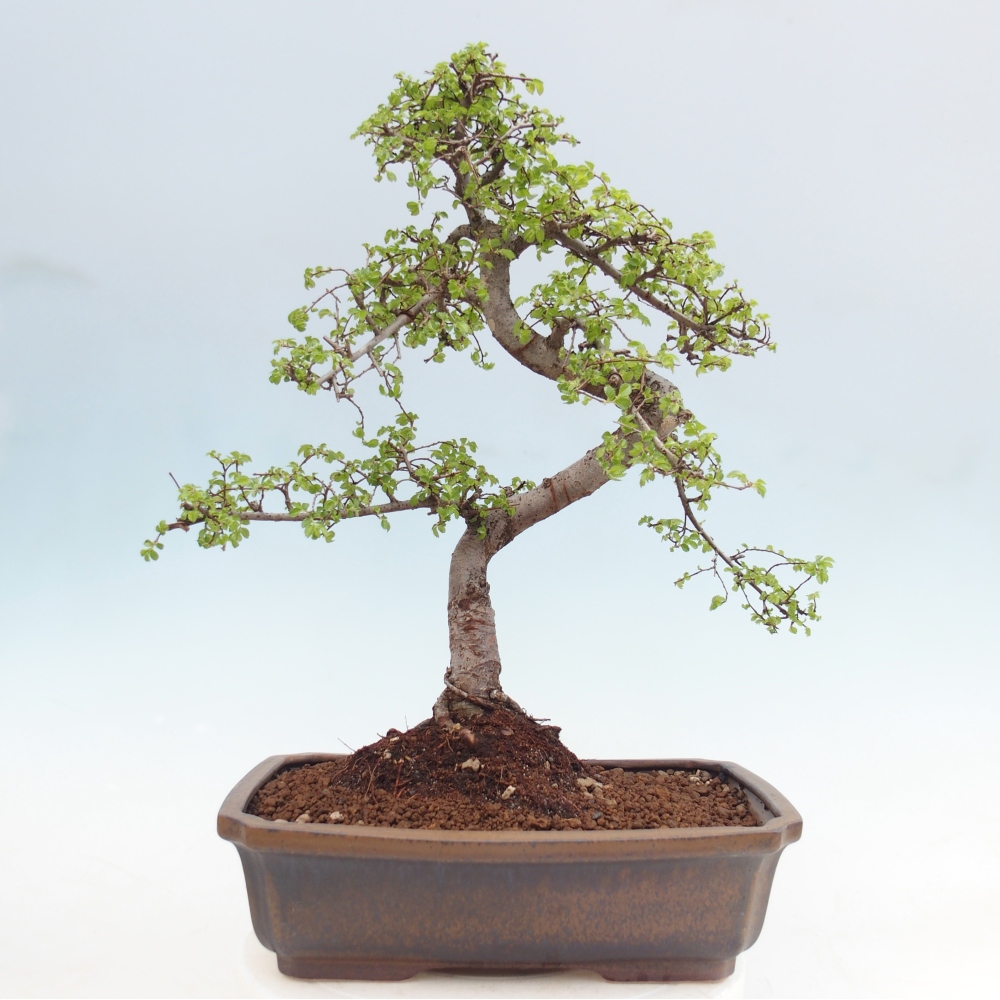 Camera bonsai - Ulmus parvifolia - Olmo a foglie piccole